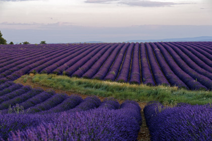 France, Valensole