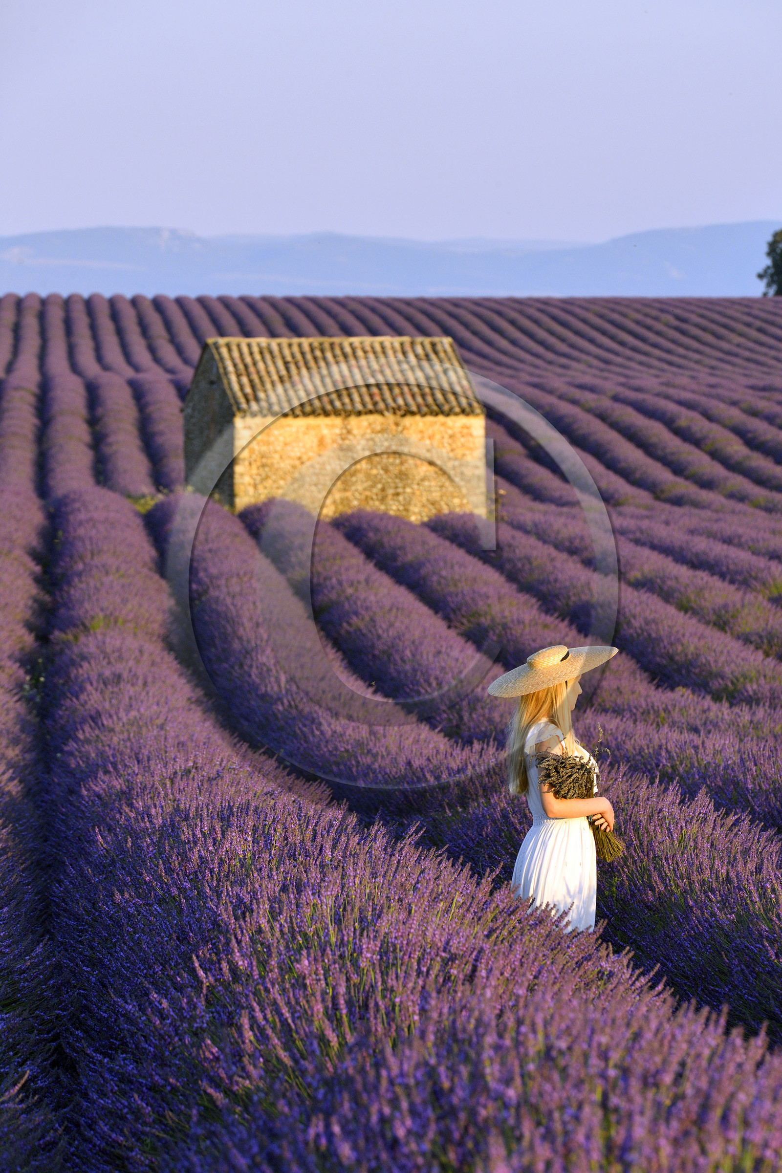 France, Valensole