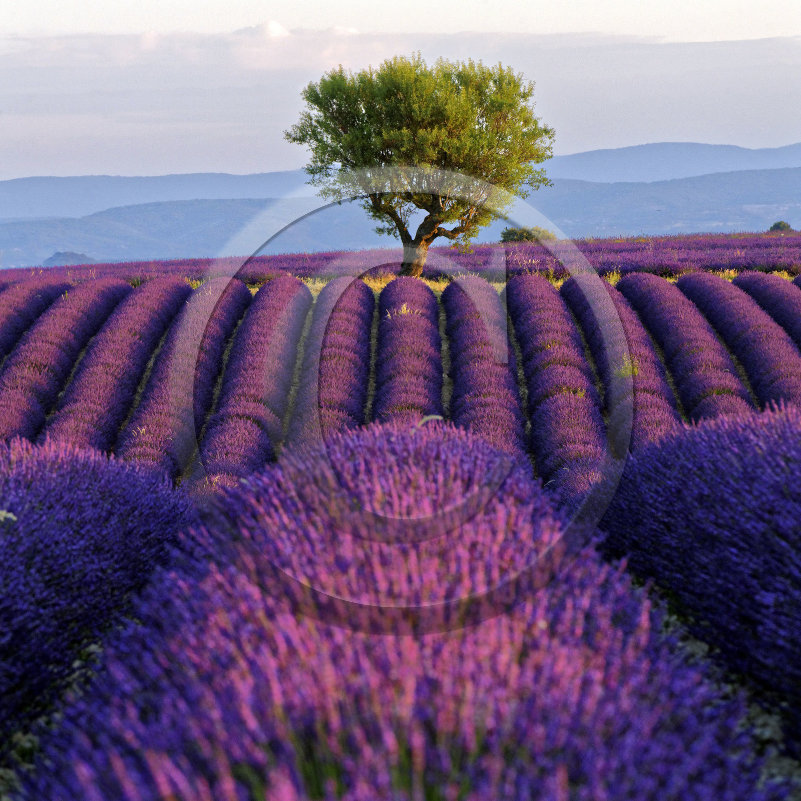 France, Valensole