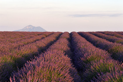 France, Valensole