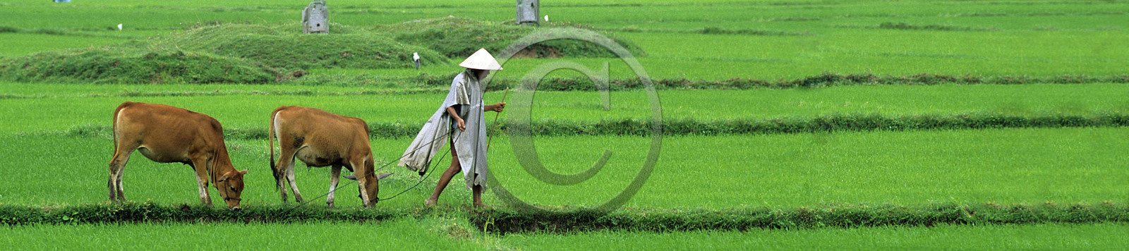 Rizières, Vietnam