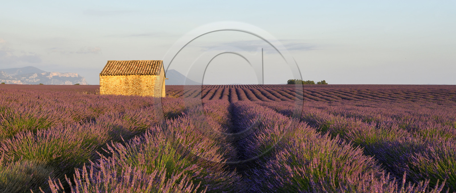 France, Valensole