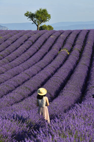 France, Valensole