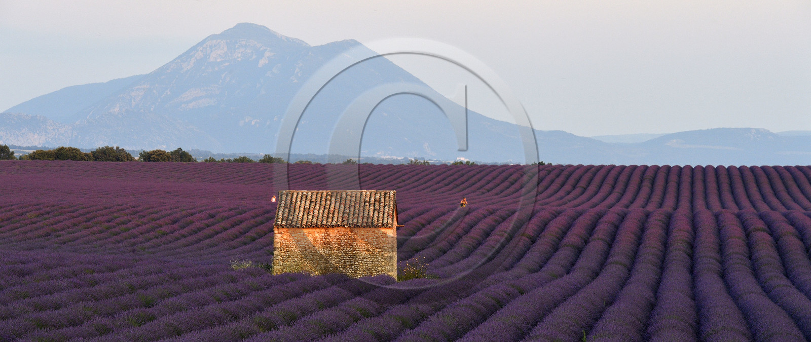 France, Valensole
