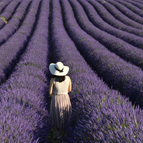 France, Valensole