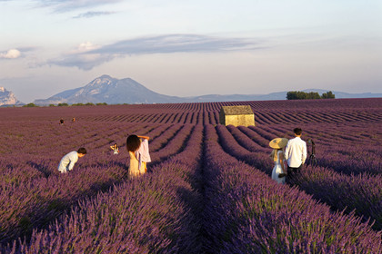 France, Valensole