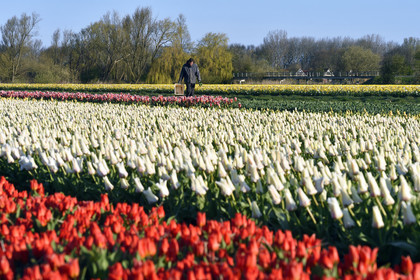 Hollande, Keukenhof