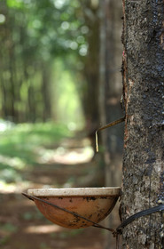 HAUTS PLATEAUX DU CENTRE. VIETNAM