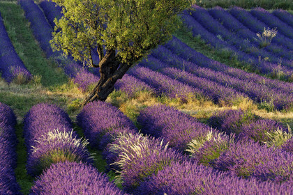 France, Valensole