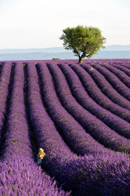 France, Valensole