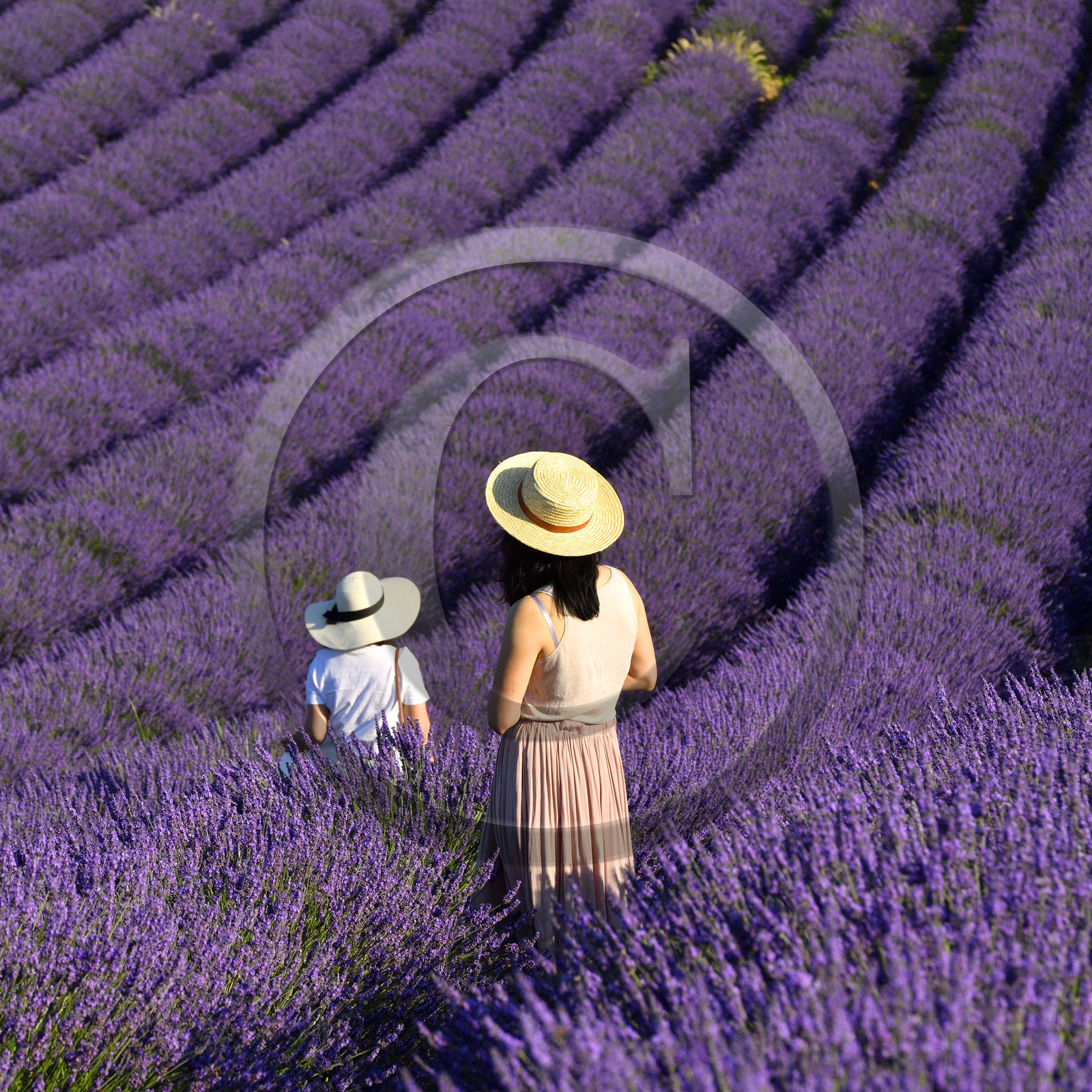 France, Valensole