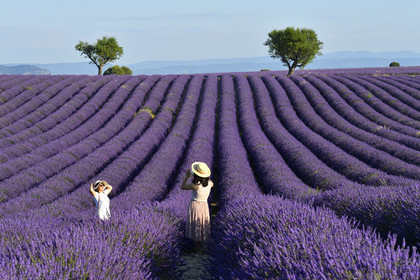 France, Valensole