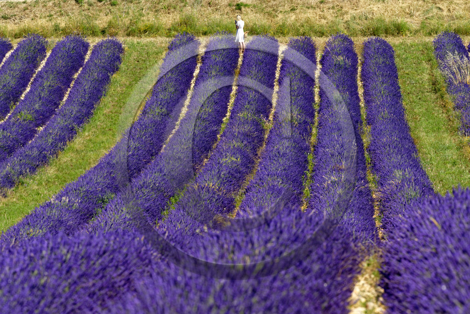 France, Valensole