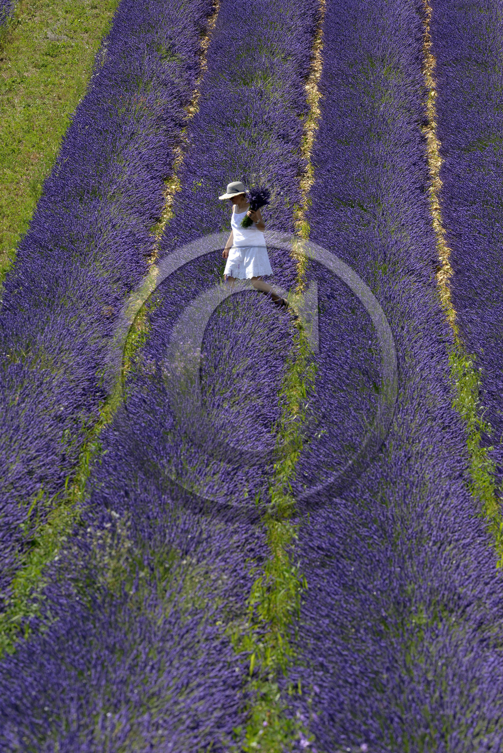 France, Valensole