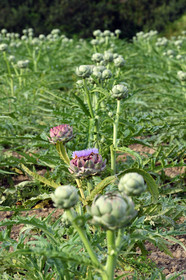 France, Plougrescant