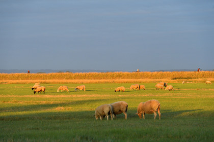 France, Mont Saint Michel