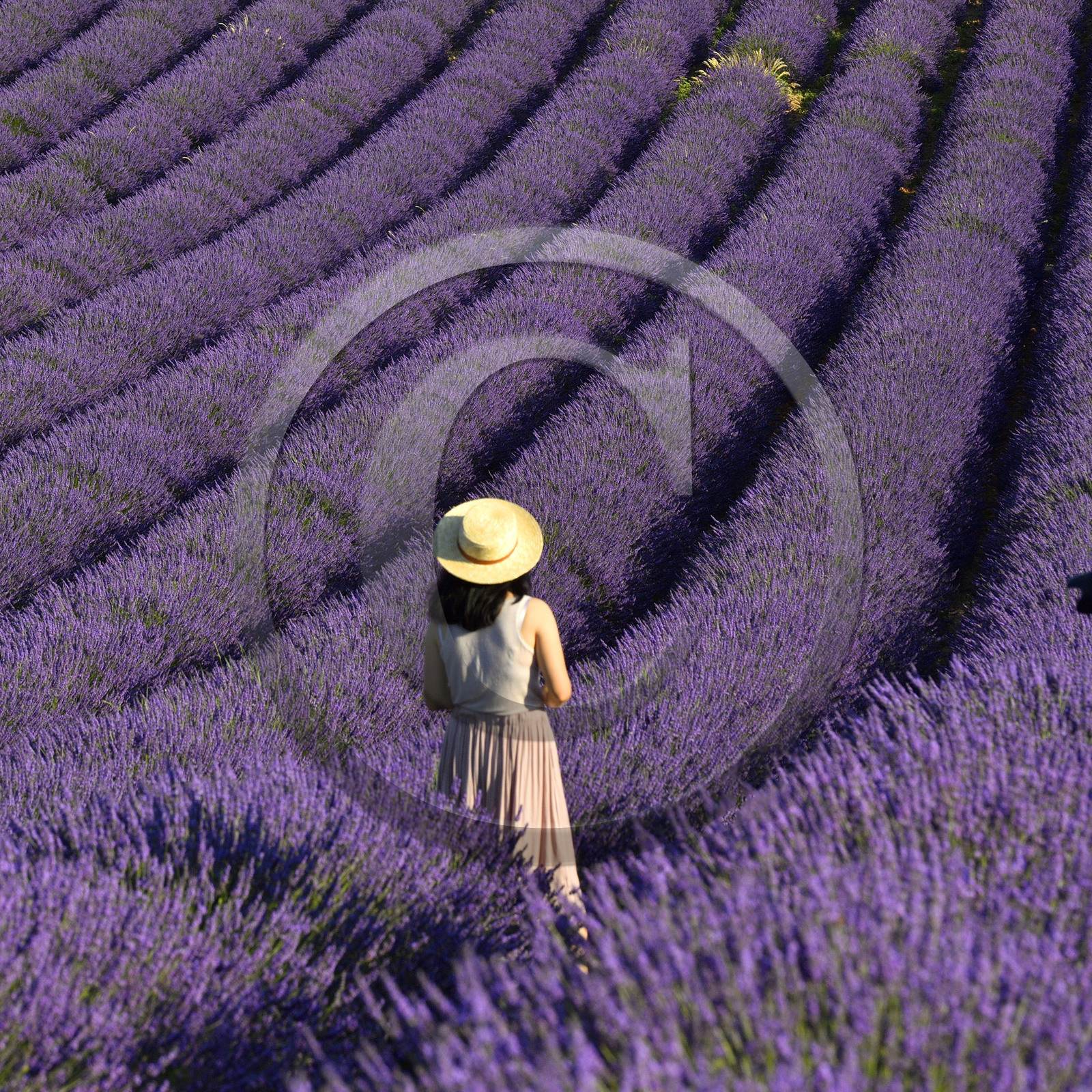 France, Valensole