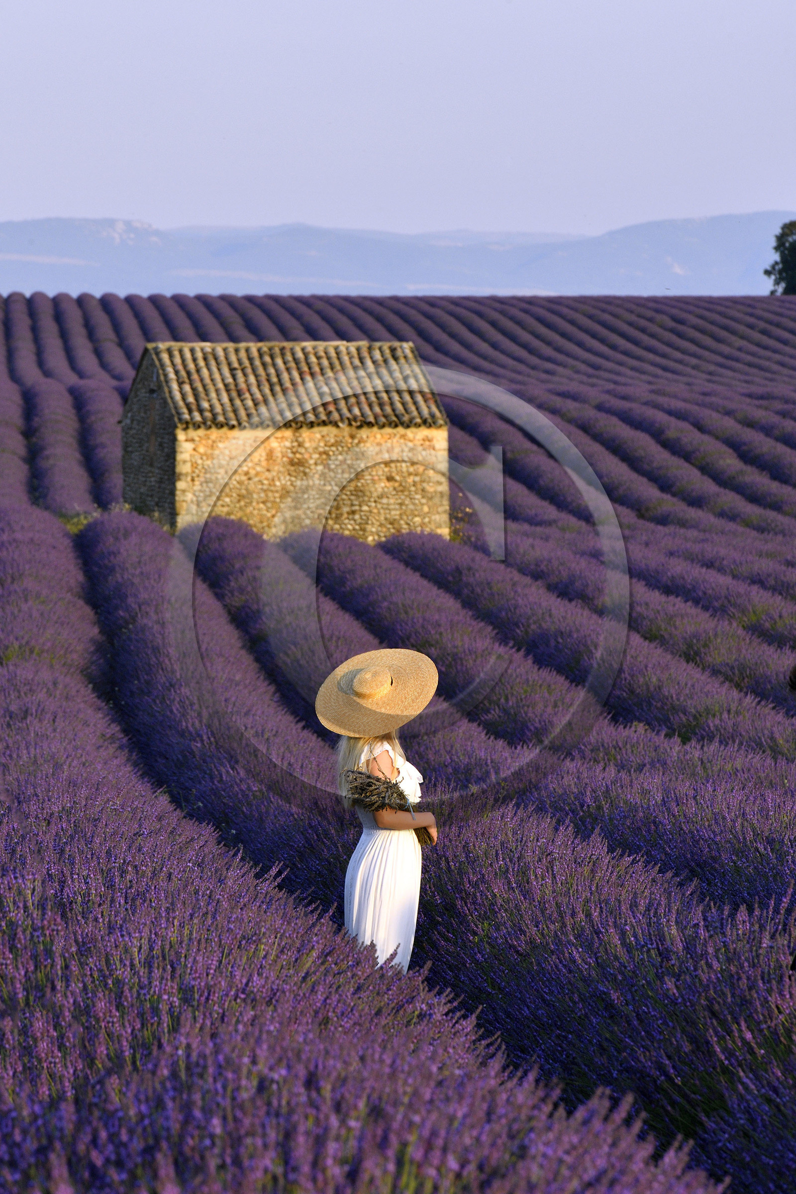 France, Valensole