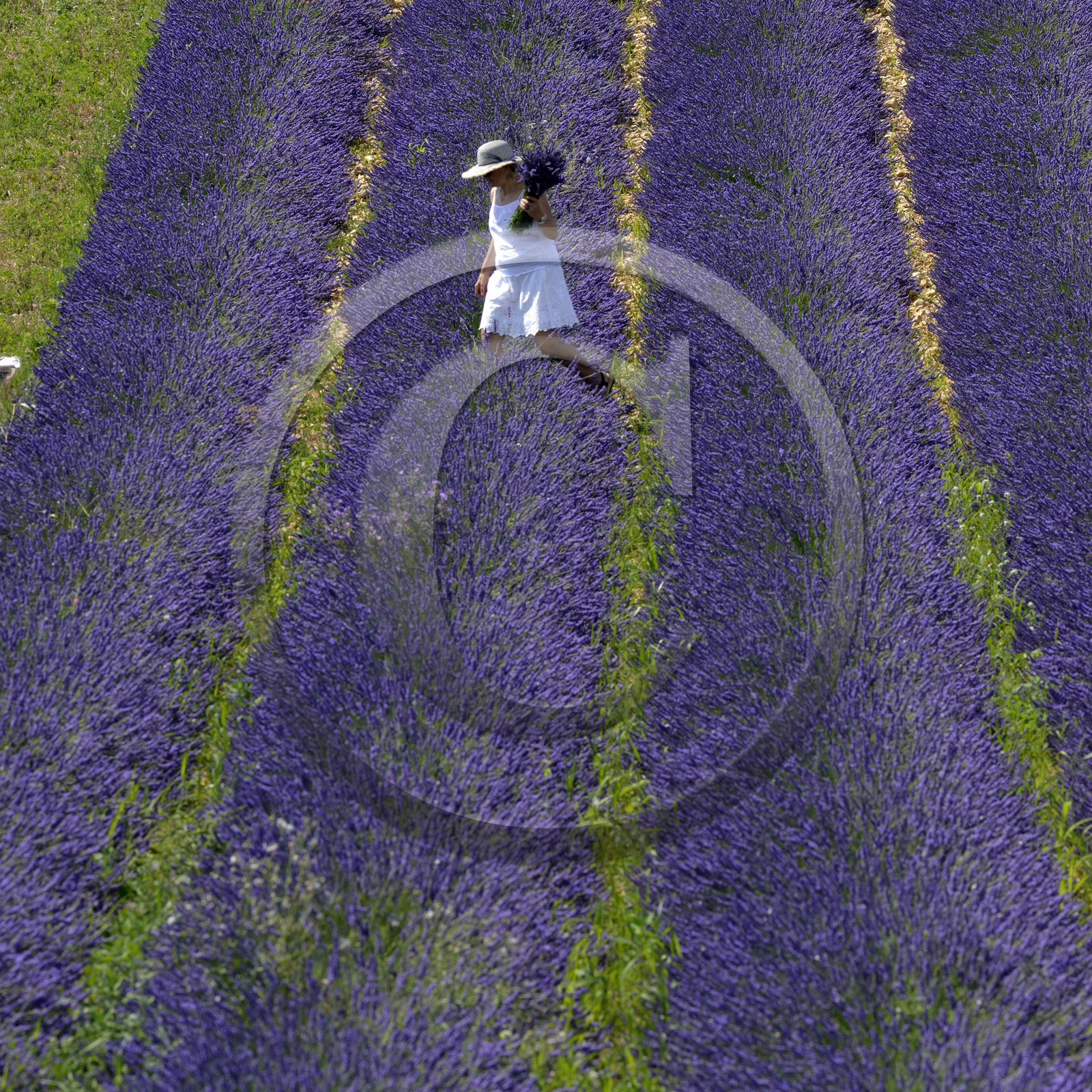 France, Valensole