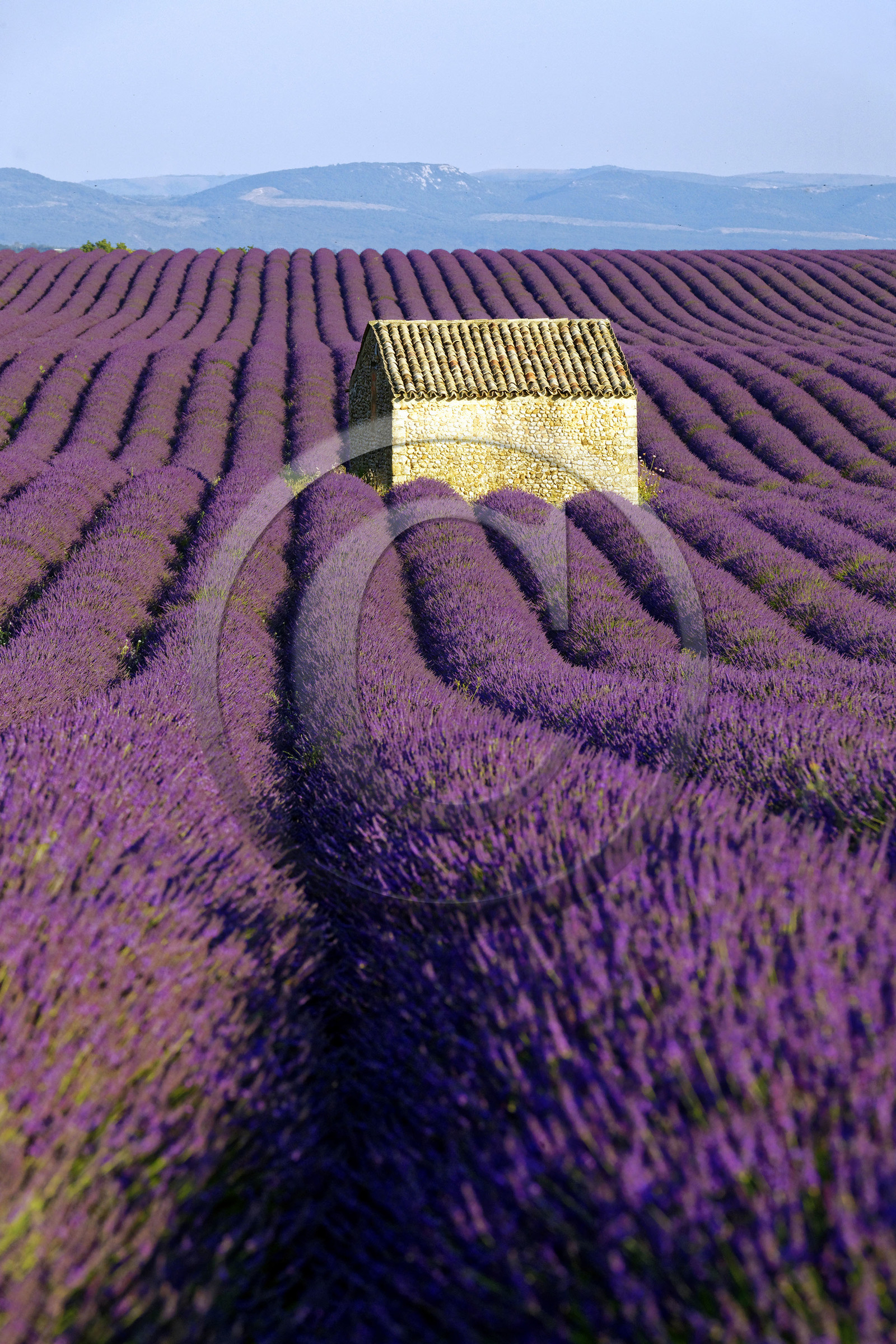 France, Valensole