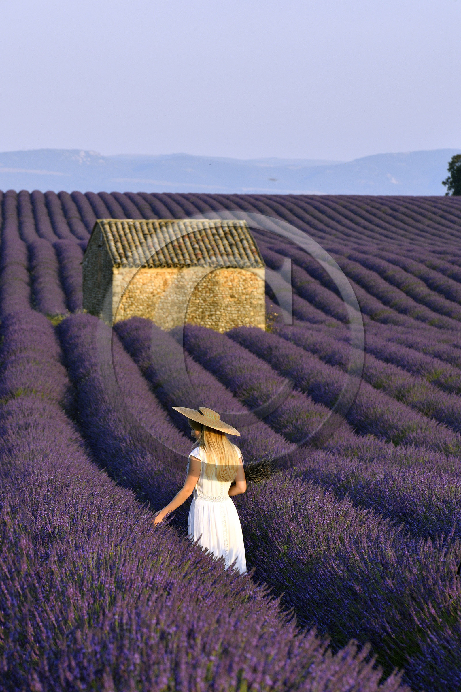 France, Valensole