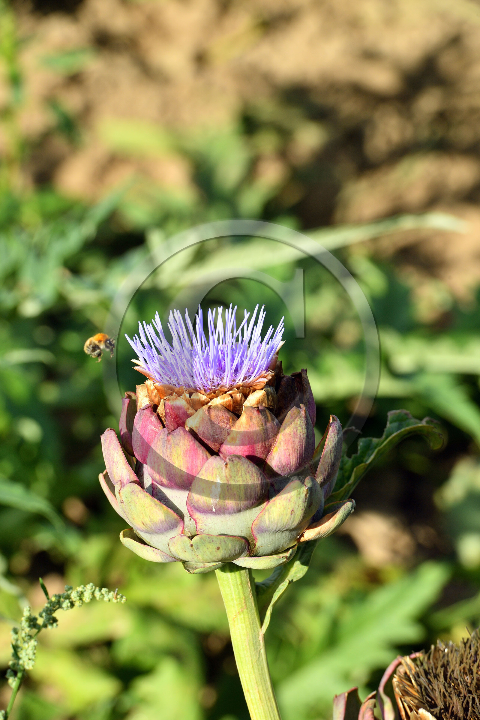 France, Plougrescant