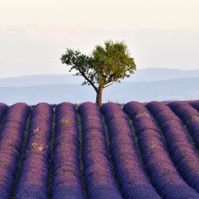 France, Valensole