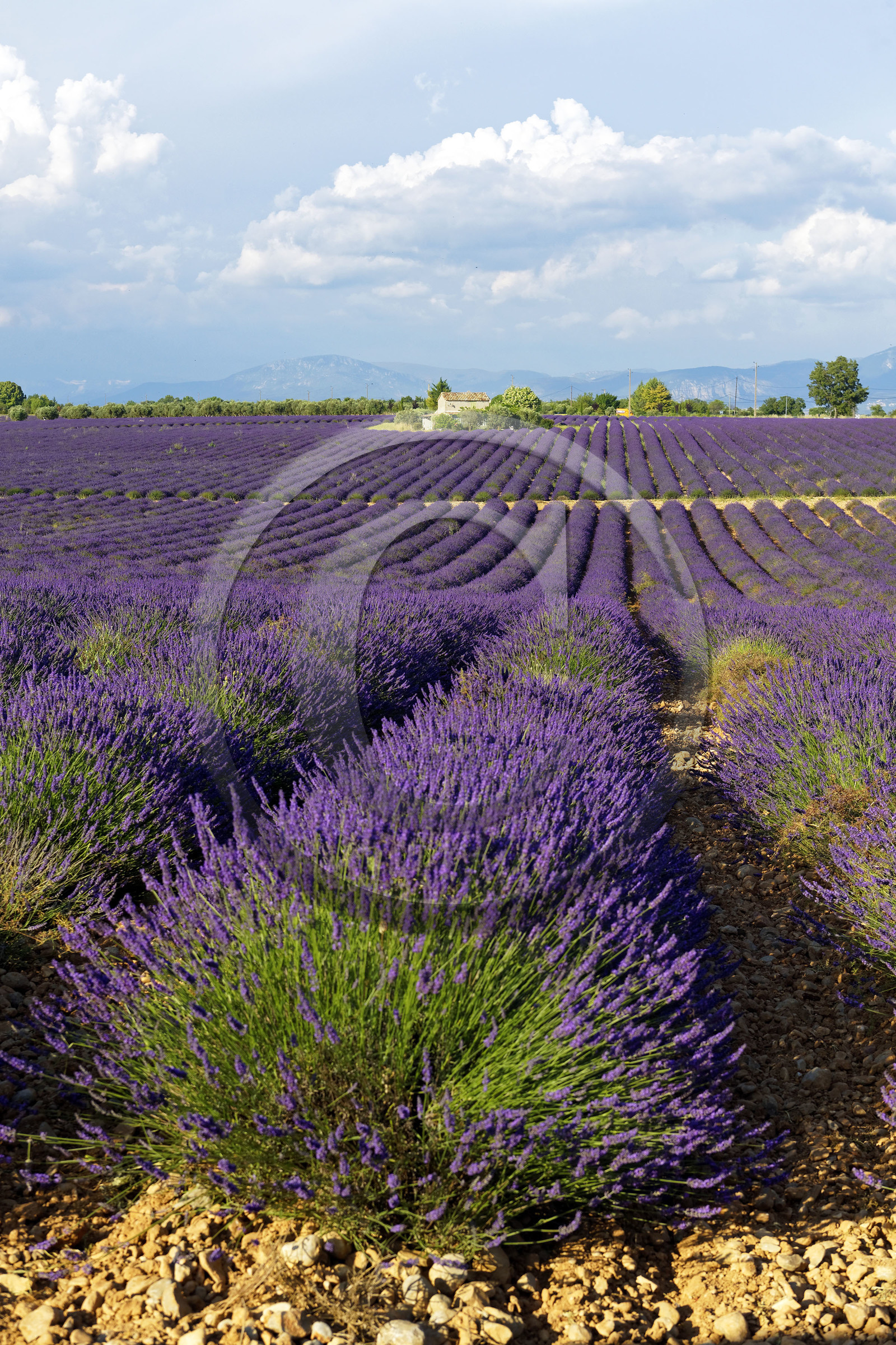 France, Valensole