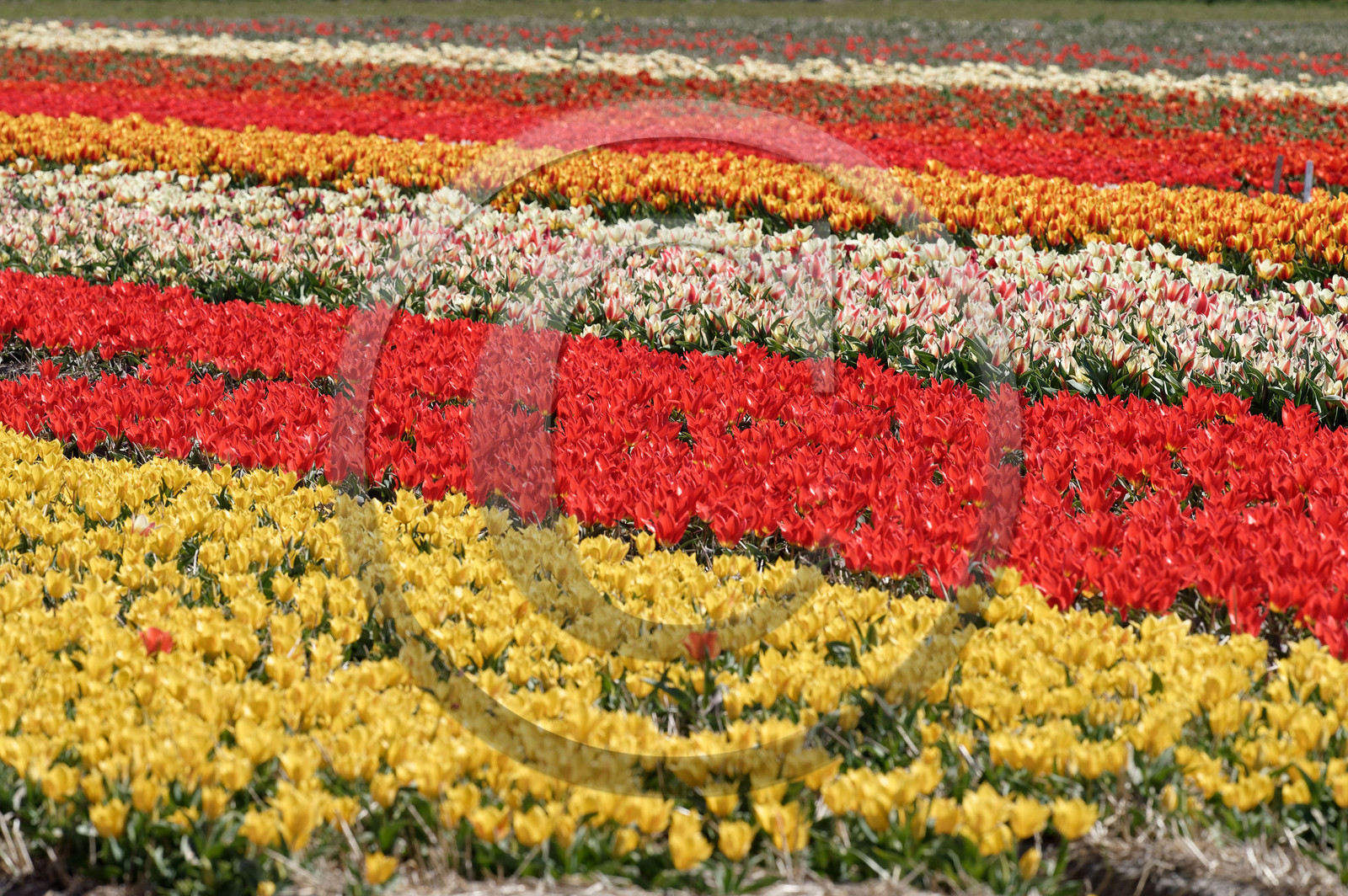 Hollande, Keukenhof