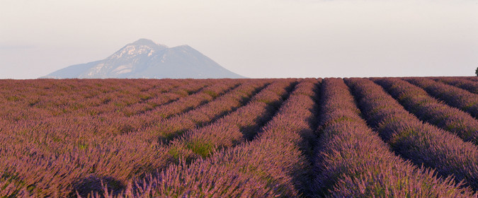 France, Valensole
