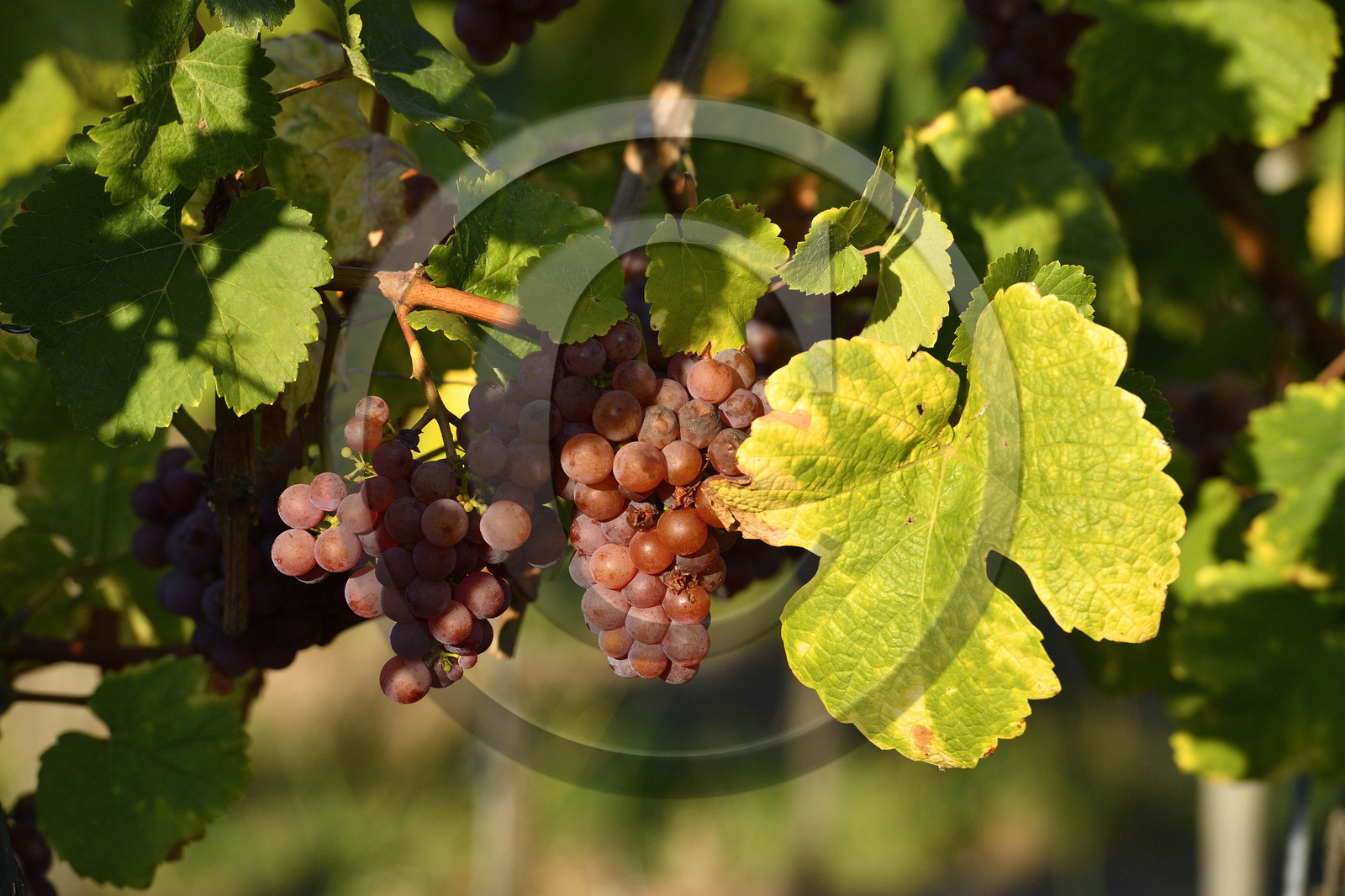 France, Dambach la Ville