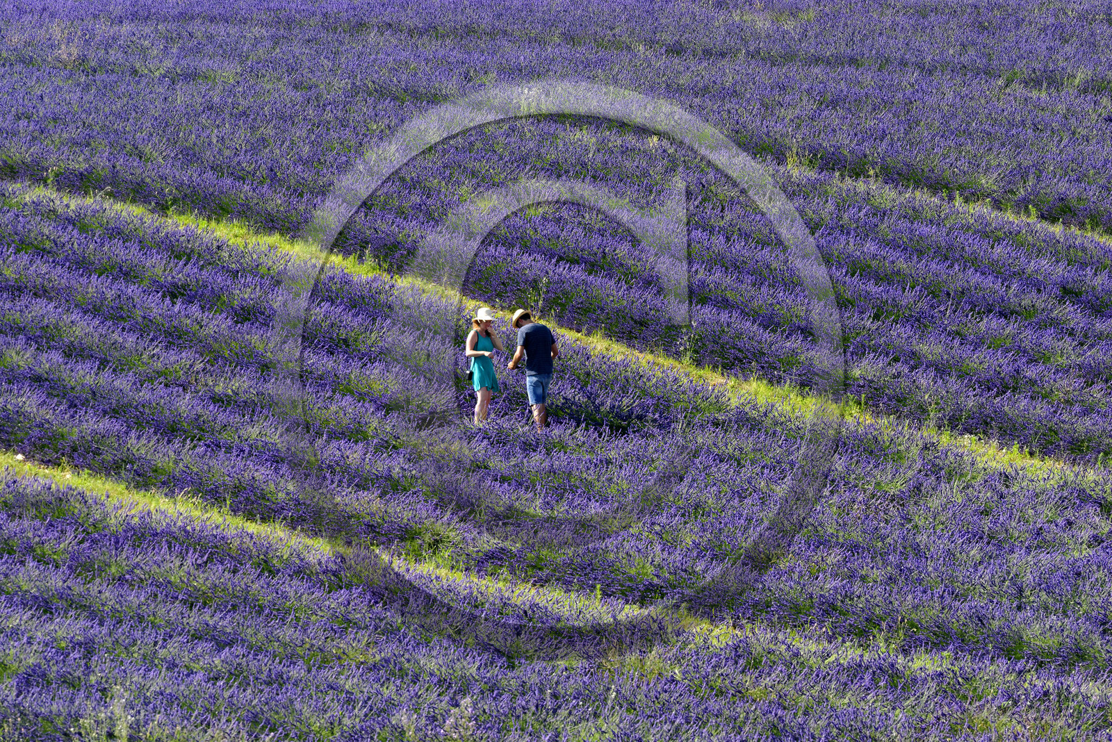 France, Valensole