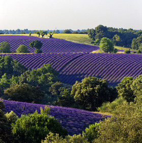 France, Valensole