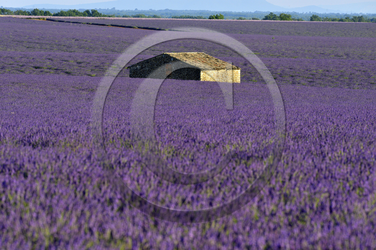 France, Valensole