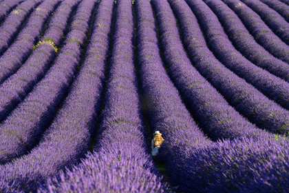 France, Valensole