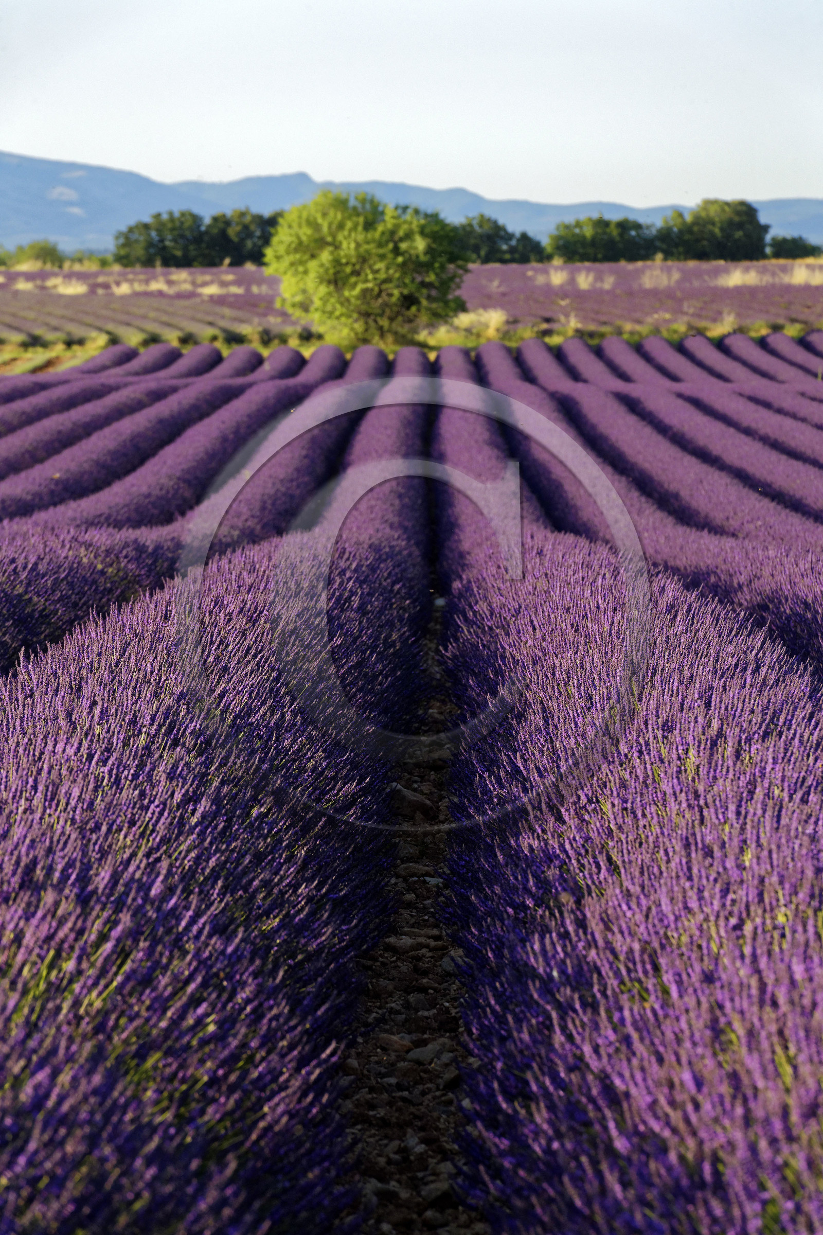 France, Valensole