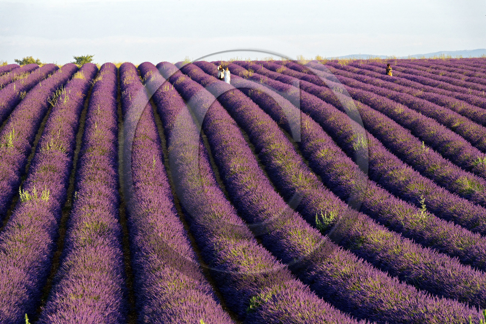 France, Valensole