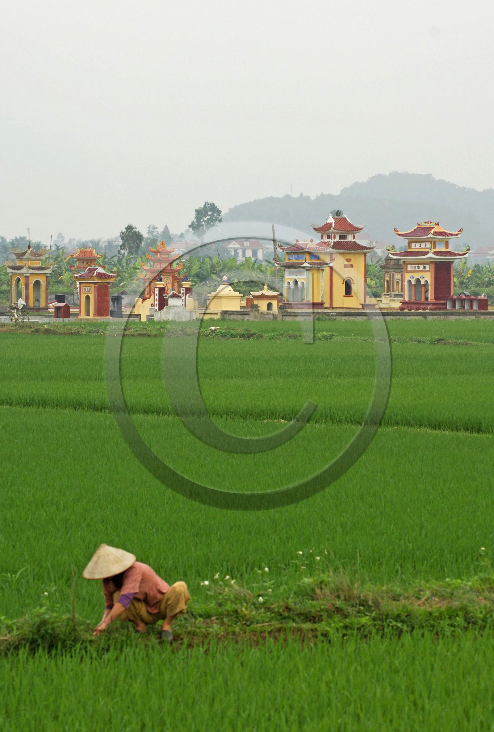 Rizières dans la région de Hai Phong, Vietnam