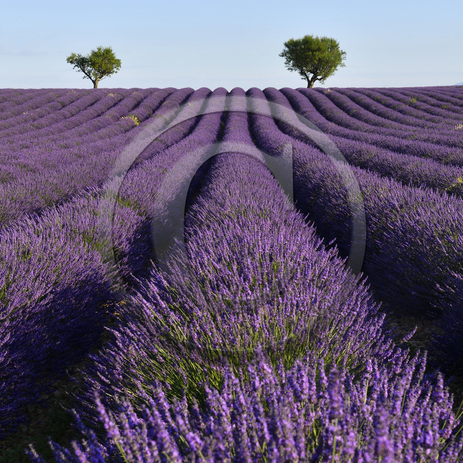 France, Valensole