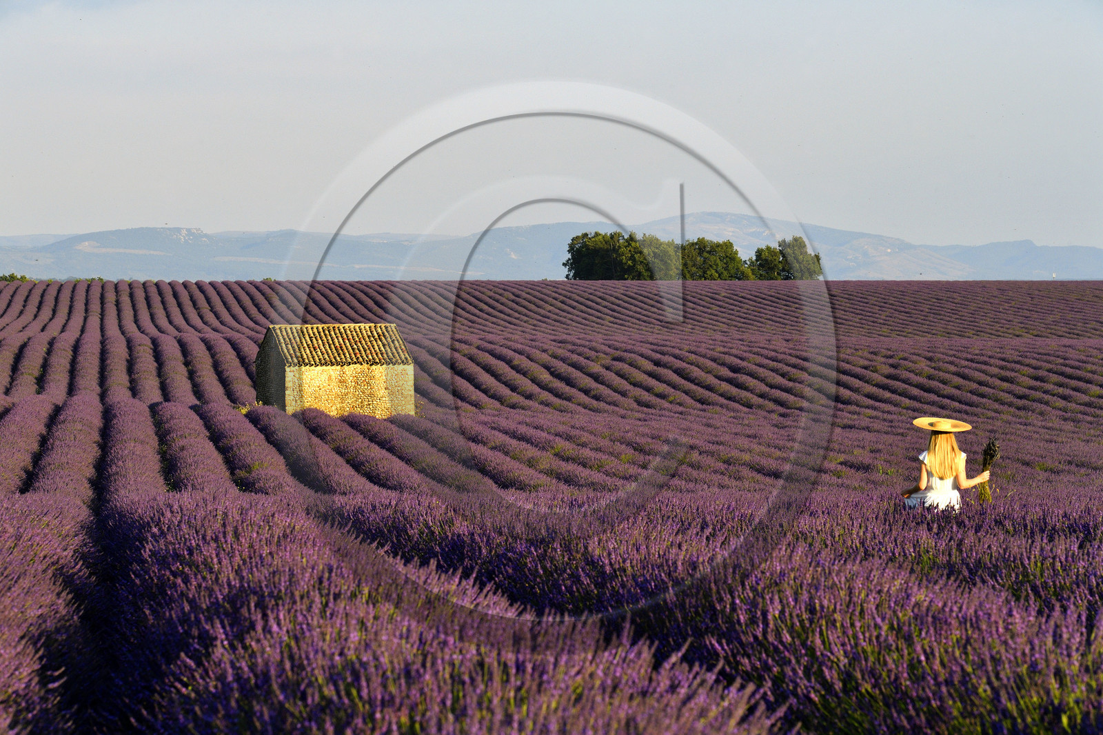 France, Valensole