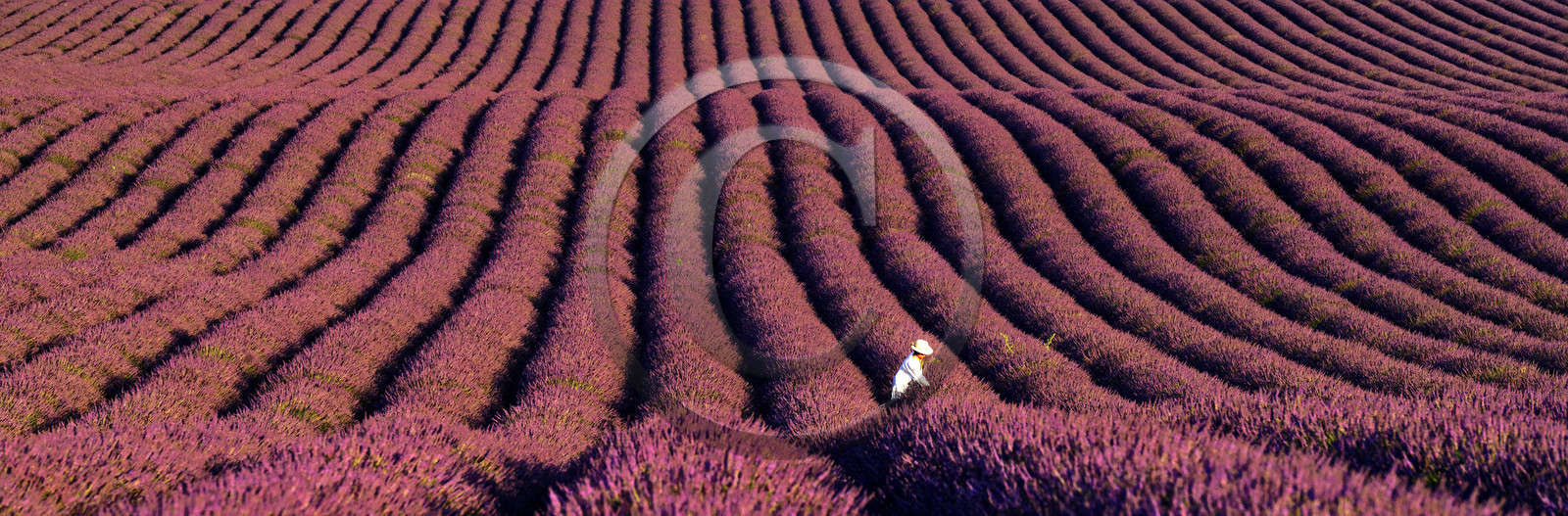 France, Valensole