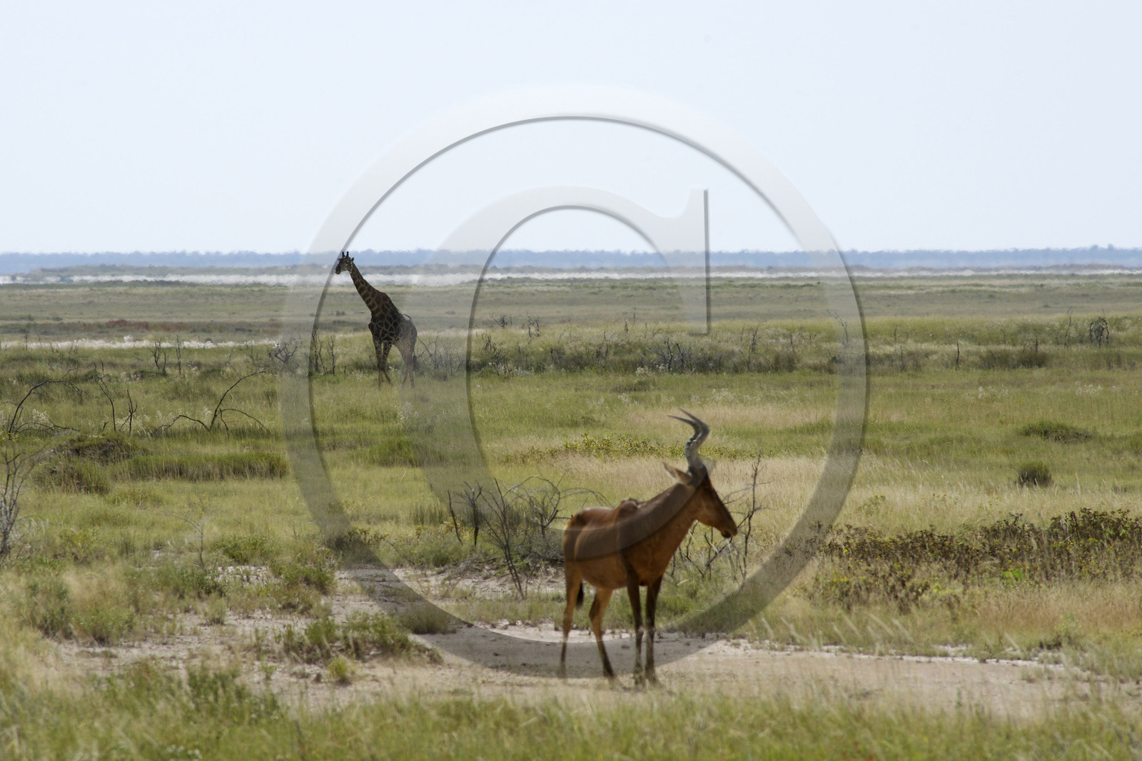 Namibie, Etosha