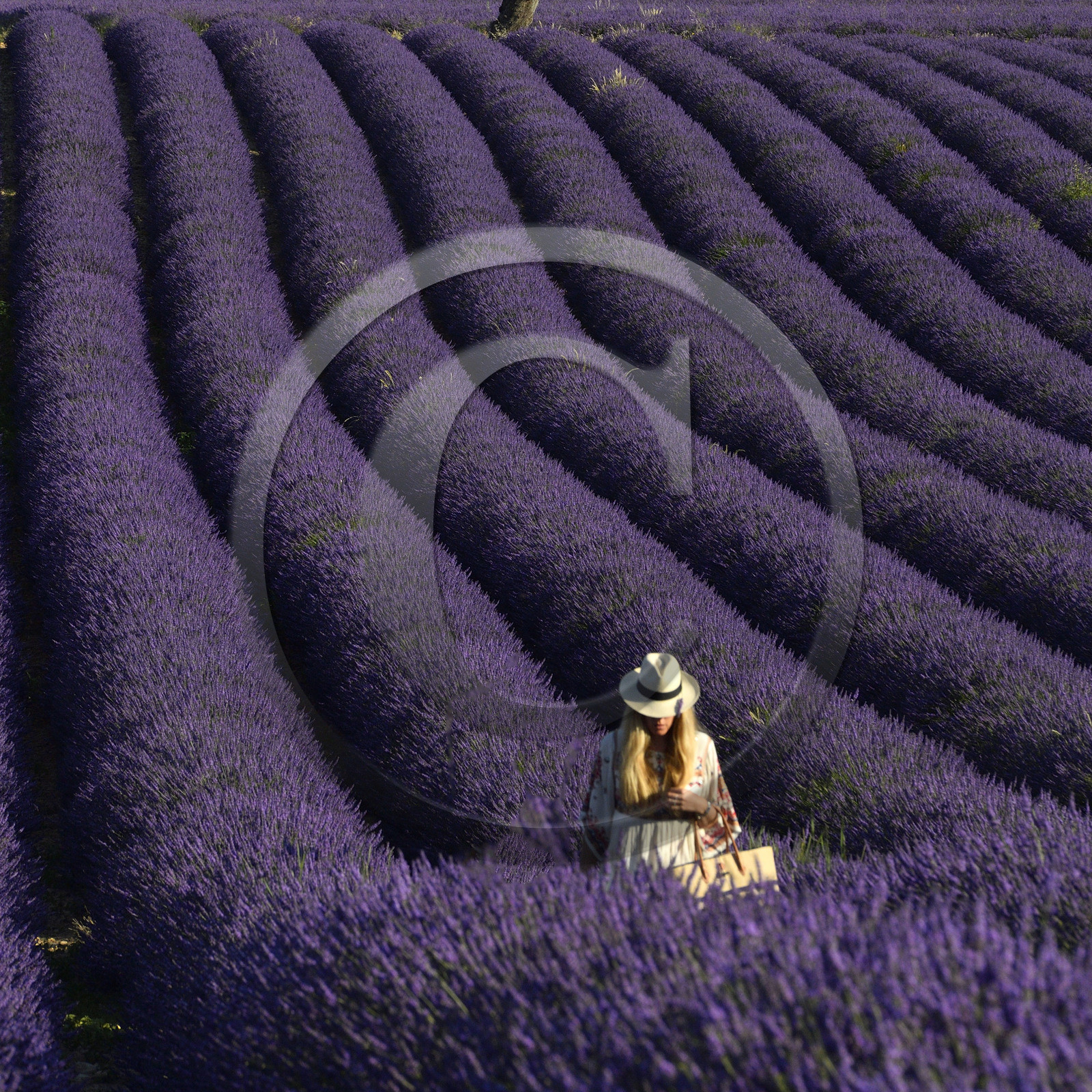 France, Valensole