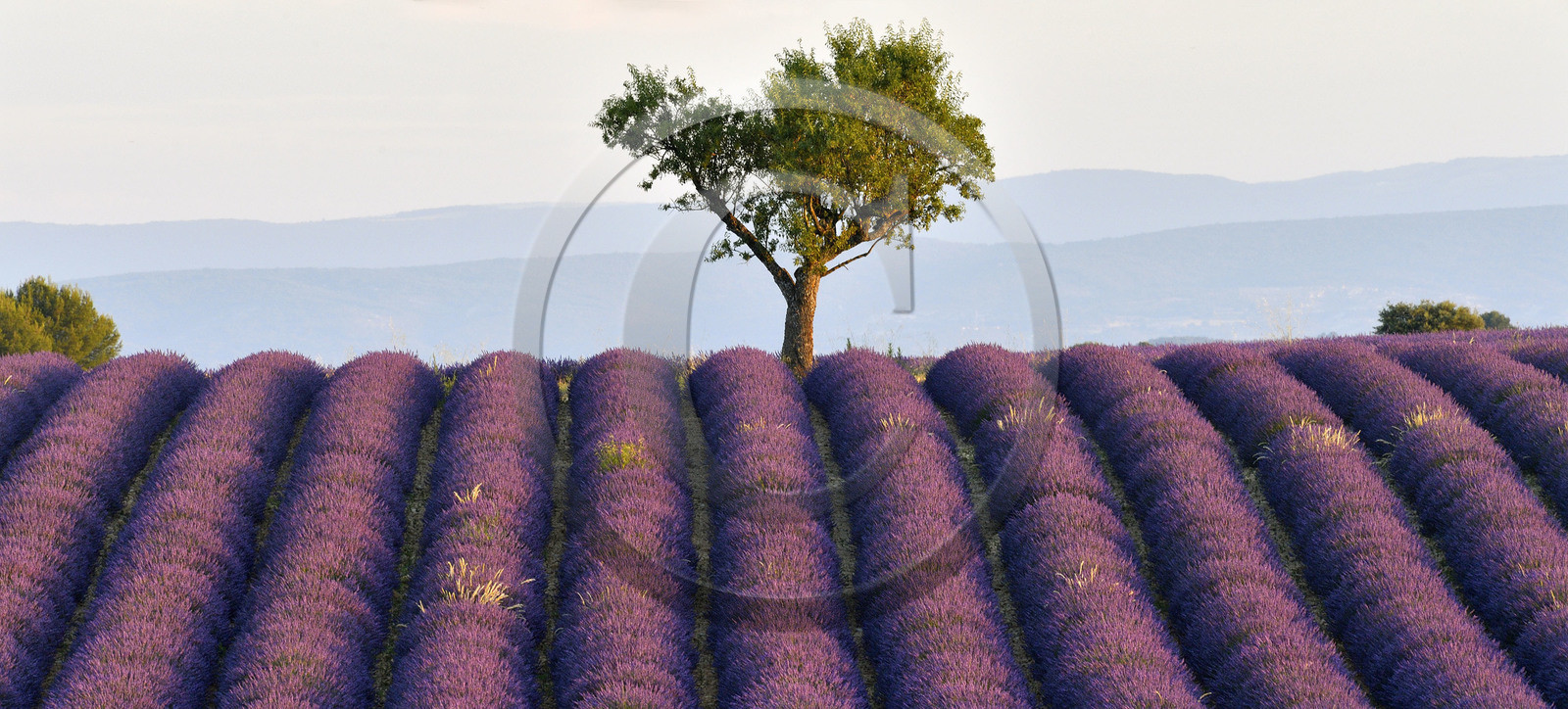 France, Valensole
