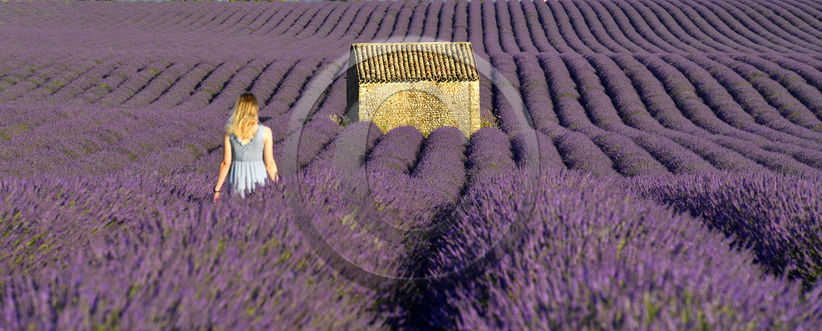 France, Valensole