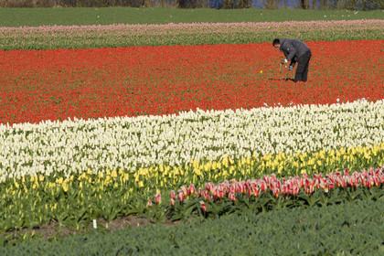 Hollande, Keukenhof