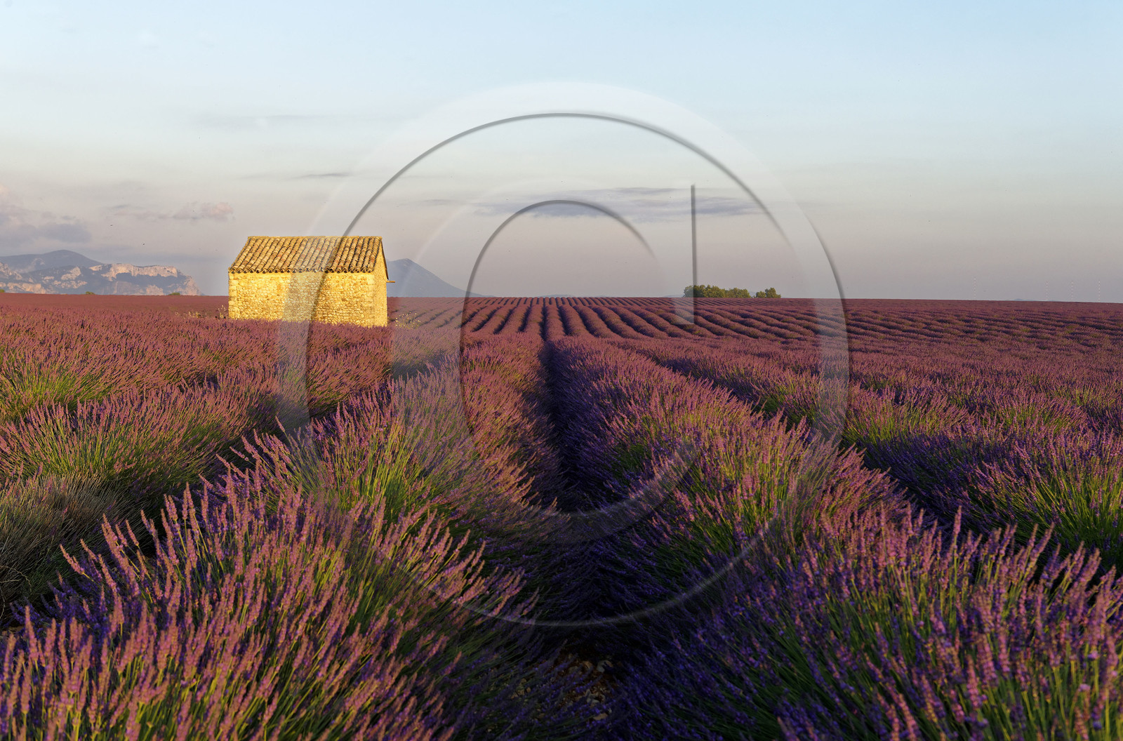 France, Valensole