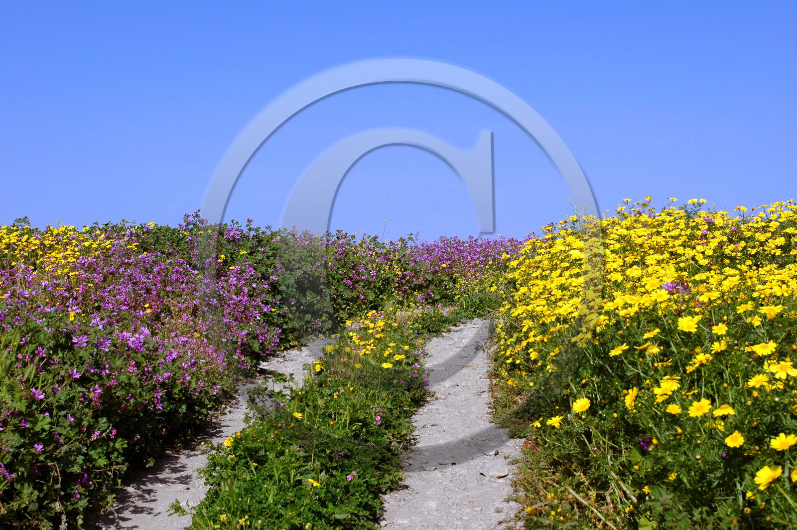 Chemin en fleurs au printemps, Tunisie