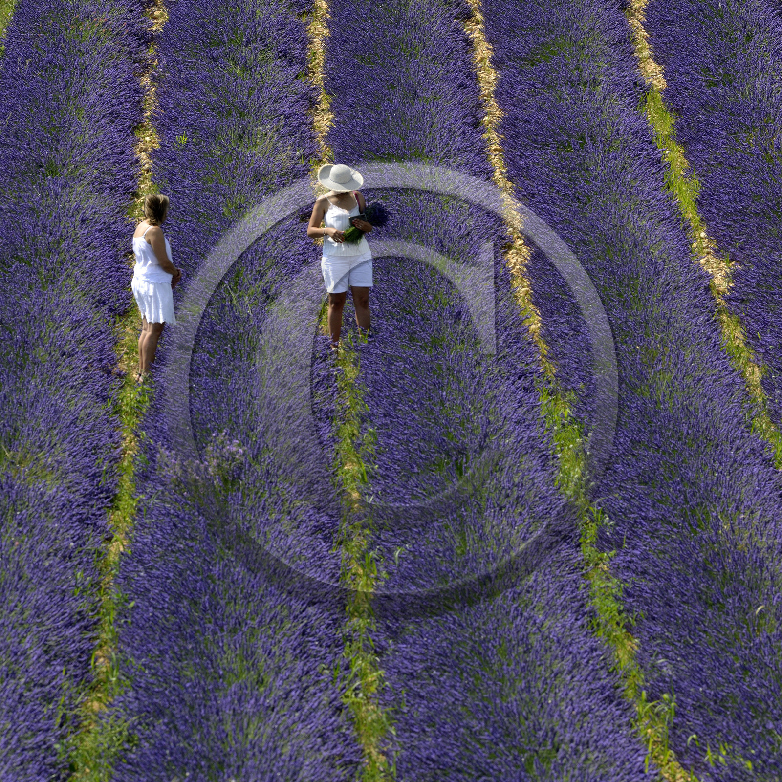 France, Valensole