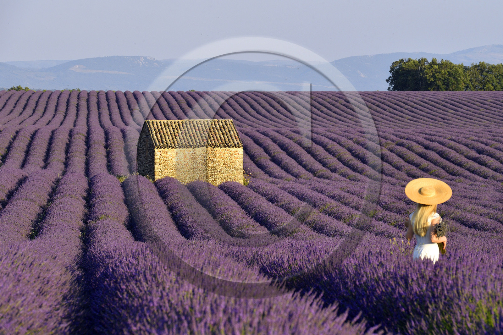 France, Valensole